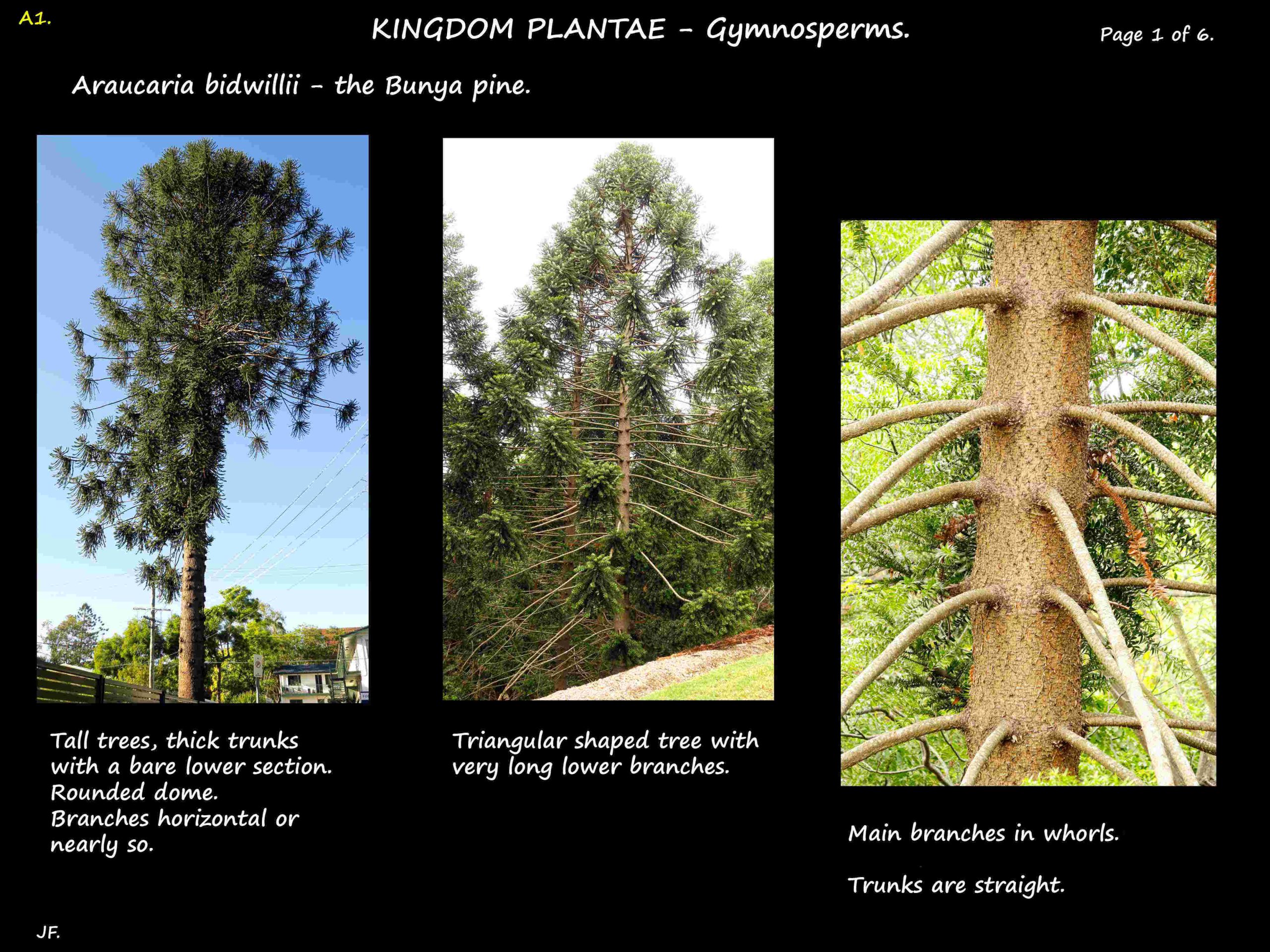 1 Bunya pine tree